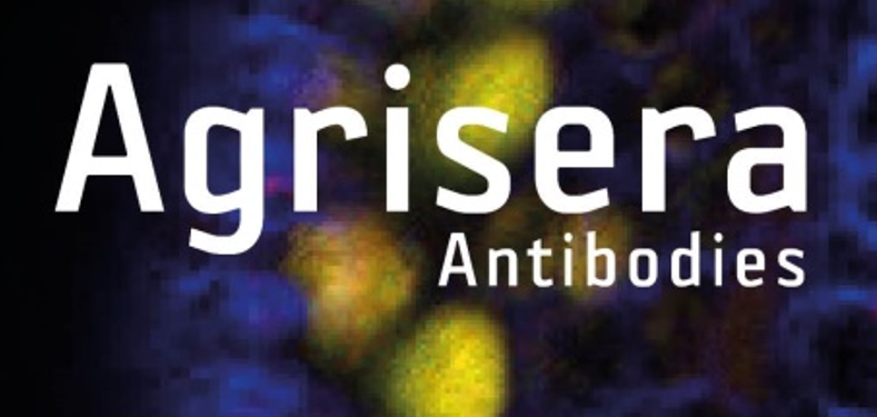 Agrisera植物細(xì)胞壁相關(guān)抗體，開學(xué)季促銷啦！